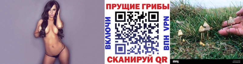 omg ССЫЛКА  где продают   Данков  Псилоцибиновые грибы Cubensis 